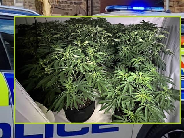 Around 1800 cannabis plants were found in the industrial property in Carron. Pic: File image