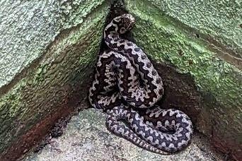 An adder was safely rescued and released back into the wild by the RSPCA after dropping more than 8ft (2.4m) into a lightwell in Guildford.
The snake was discovered by a basement window at a manor house on Cobbett Hill Road in Normandy, Guildford in September. 
Animal rescue officer Louis Horton: said: “This rescue was quite exciting for me as I've handled loads of exotics over the years, and rescued plenty of our native grass snakes, but never had the fortune to rescue an adder. I've always wanted to see one and he didn't disappoint.