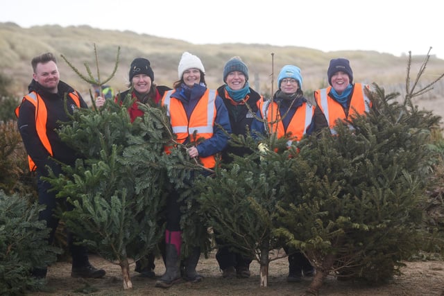 Staff from Lancashire Wildlife Trust who were joined by hundreds of volunteers at the planting of a record 2,500 used Christmas trees in the sand dunes at St Annes.
