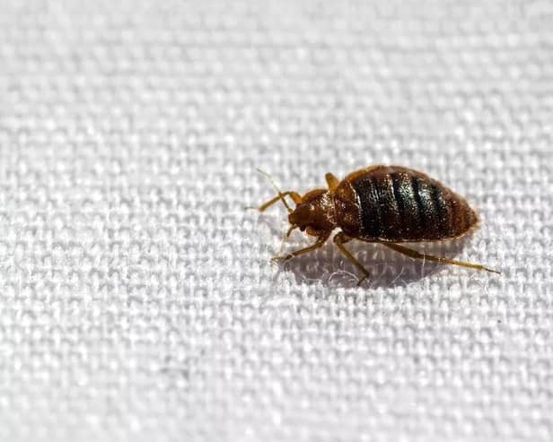 Pest-Stop - Expert shares top tips to avoid bed bugs on holiday