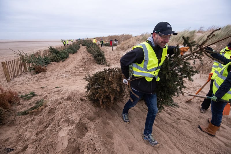 More trees being brought into position for Lancashire Wildlife Trust's planting on St Annes beach.