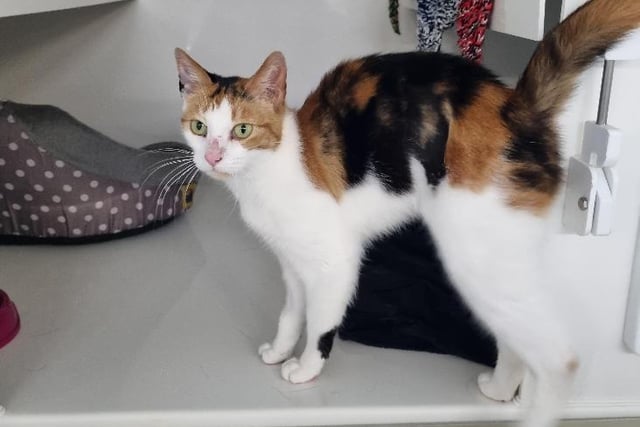 This little beautiful love is Juliana who is looking for a home to call her own after the death of her previous owner. On arrival, Juliana, who is two, was quite nervous of new people but after giving her the time to feel safe and secure, she is super friendly, playful and affectionate