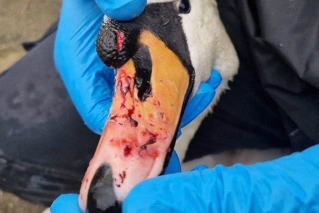 Swan injured after dog attack on Stanley Park. Credit: Brambles Wildlife Rescue
