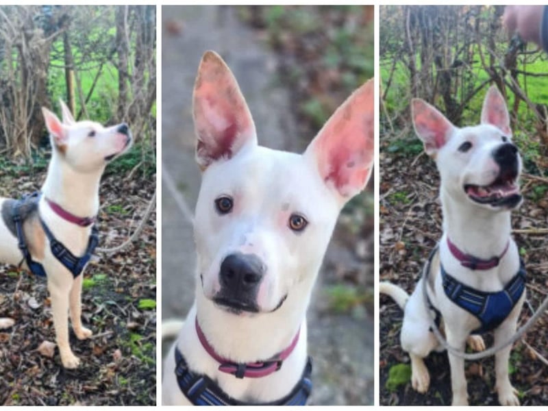 Chase loves using his brain! He's a very clever crossbreed and is 15-months-old. Because of his intelligence he is loving hid training. He's dog and child friendly