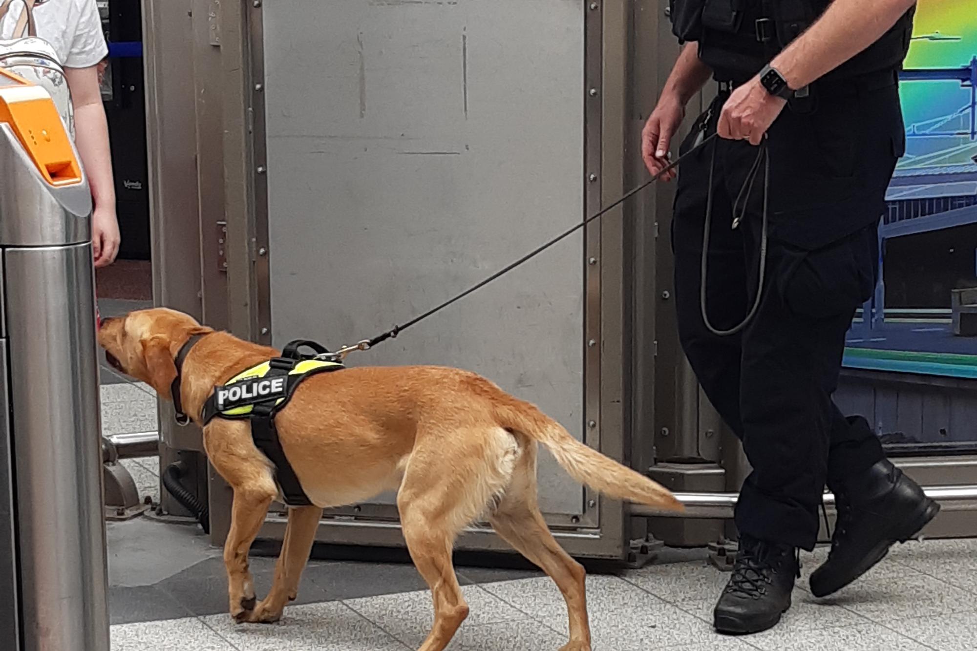 Eight arrested after heroin, crack cocaine and cannabis seized during ...