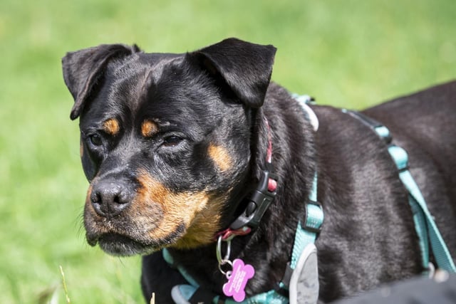 RSPCA cats and dogs in need of new homes including ginger cat Toffee ...