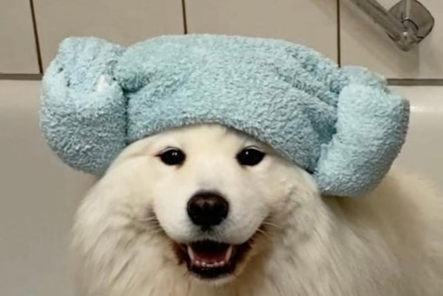 Maya the Samoyed has a profile sporting recipes, art, and plenty of video content. She also boasts 1.8 million followers, and lands in sixth place with the potential to earn £12,200 for a single sponsored post