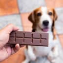 Can dog eat chocolate?