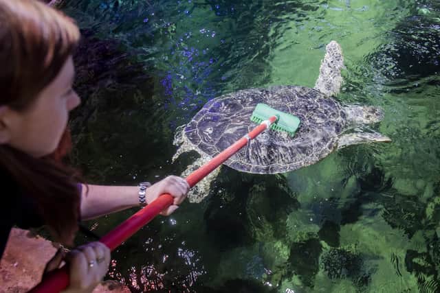Phoenix the Sea Turtle has algae cleaned off her shell by Displays Supervisor Mel Shawcross