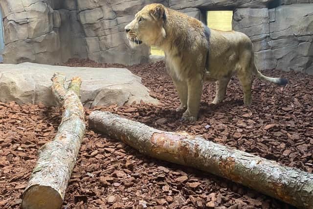 Khari the African Lion is back home at Blackpool Zoo and is checking out the new big cat facility