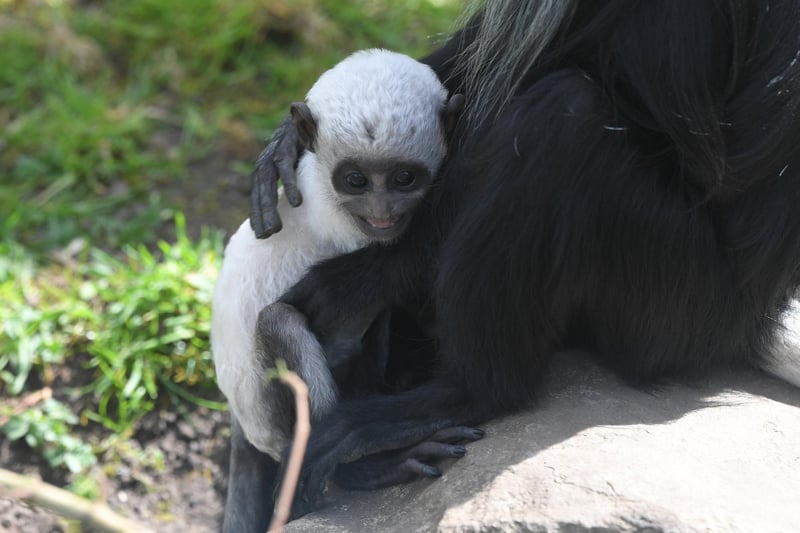 Newly-born King colobus monkey Charles having a cuddle with his mum at Blackpool Zoo