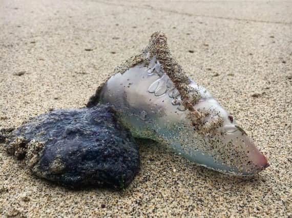 Portuguese Man-o-War have been spotted on the beach in St Annes