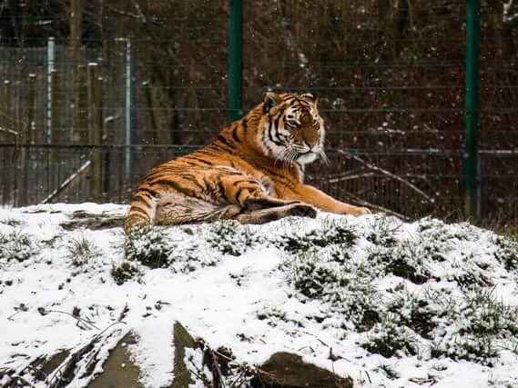 One of Blackpool Zoo's tigers sitting in the snow on Tuesday, January 27, 2018 (Picture: Blackpool Zoo/Facebook)