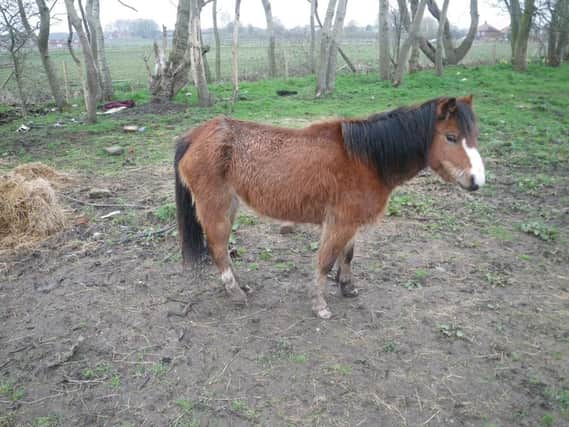 The pony left in the field.