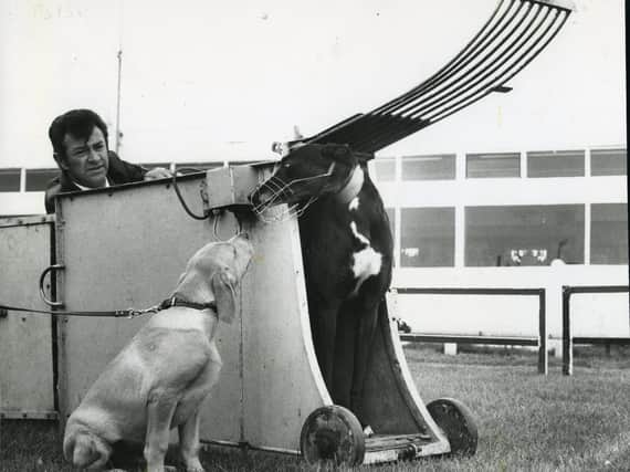 Greyhound Dinkie from the Blackpool greyhound stable of George Goodwin with a guide dog, in 1982