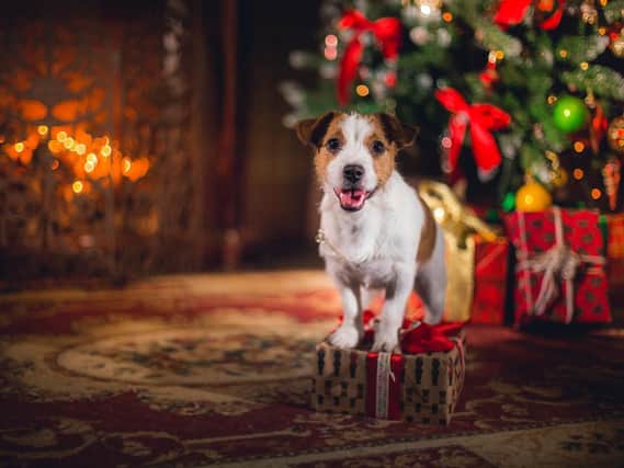 Here are the 30 best pictures of your pets getting ready for Christmas