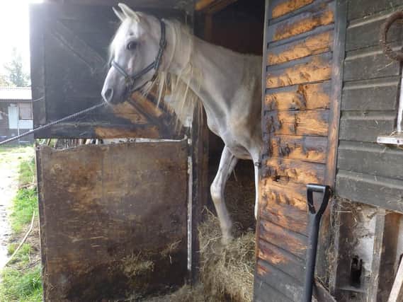 These are 'horrendous'conditions that emaciated and lame horses were kept in at a Blackpool farm