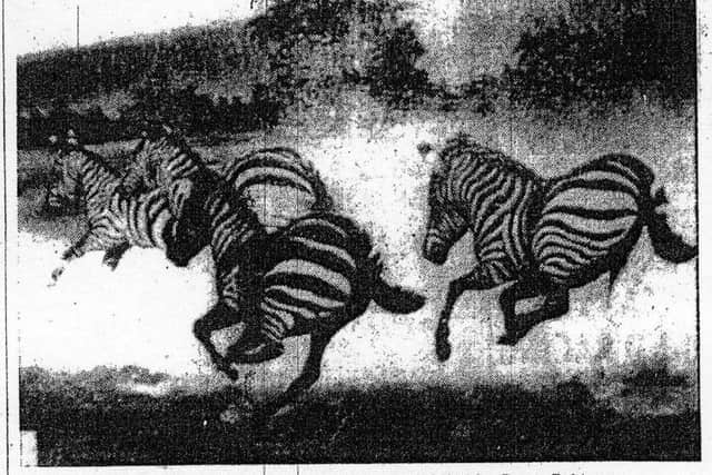 One of Barry Robinson's paintings, Running Zebras