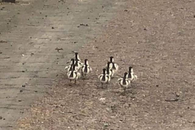 A Blackpool man pulled over on the hard shoulder to help police chase a flock of ducklings on the motorway.