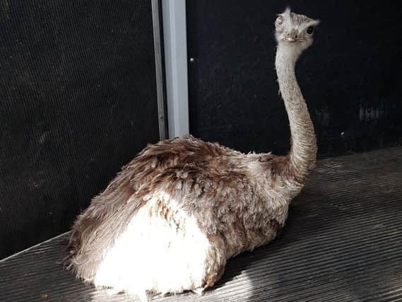 The rhea captured in Poulton. Picture by the RSPCA