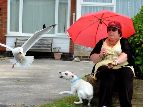Alison Thomasson and her dog Henry being plagued by a nesting seagull