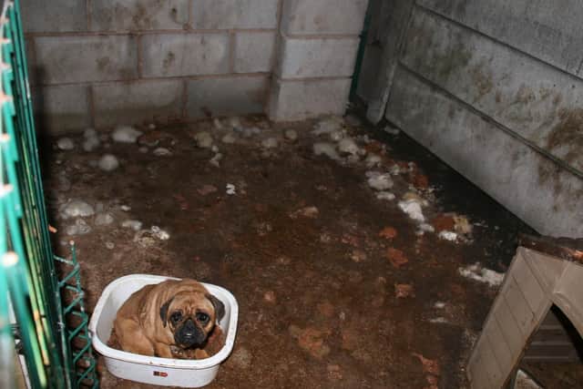 Phoebe the pug, sits in a washing up bowl filled with old dog biscuits - the only way of getting off of the cold, hard concrete floor thats absolutely covered wall-to-wall in faeces