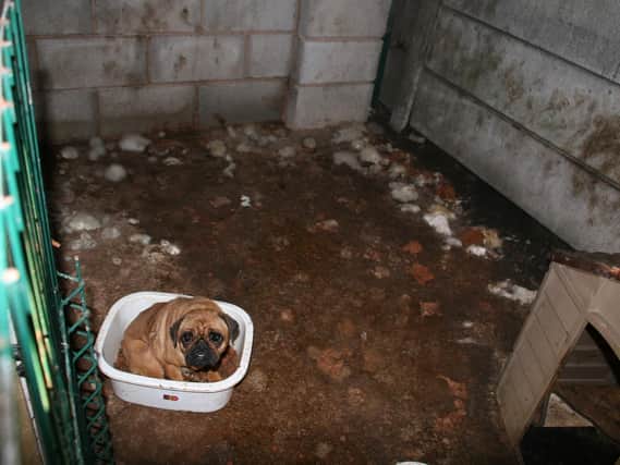 Phoebe the pug, sits in a washing up bowl filled with old dog biscuits - the only way of getting off of the cold, hard concrete floor thats absolutely covered wall-to-wall in faeces