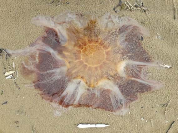 Dog owners are being warned to keep their pets on a lead after jellyfish were discovered on Fylde Coast beaches