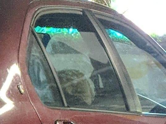 What to do if you see a dog locked in a hot car