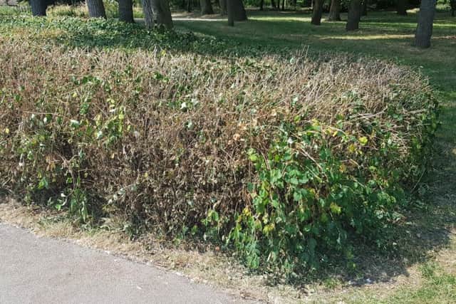 Some bushes are struggling in parks.