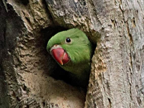 The baby parakeet has been hiding in the tree. Picture: Elizabeth Gomm