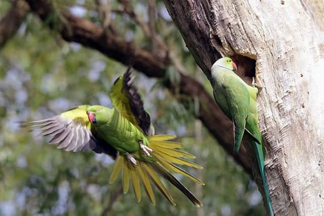 The parakeet couple have been in the park since September at least. Picture: Elizabeth Gomm