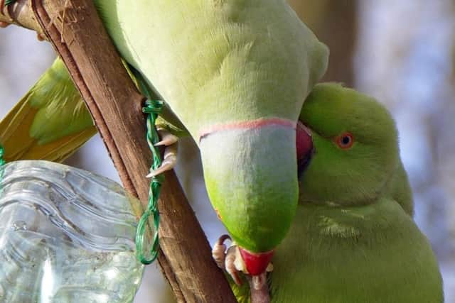The Indian ring-necked parakeet is native to south India. Picture: Elizabeth Gomm
