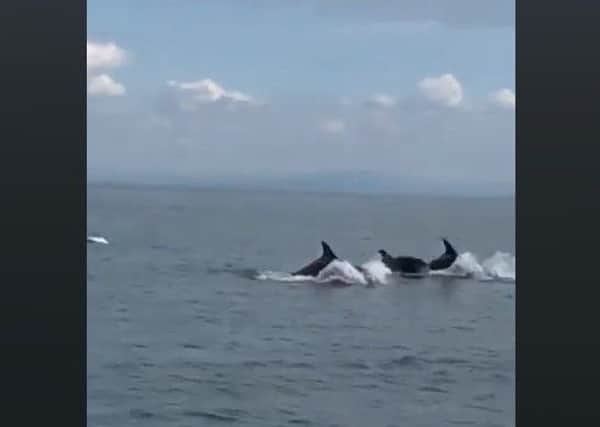 Dolphins seen off Fleetwood. Picture from video taken by Andy Sargent