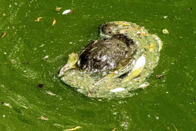 A dead duck, covered in flies, was removed from a pond at Blackpool Zoo