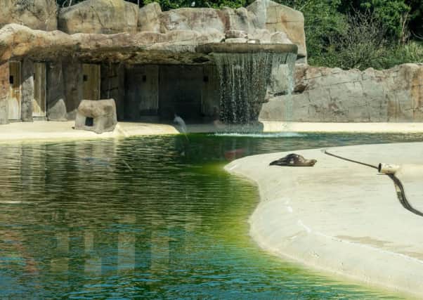 A broken filter system and the hot weather have caused the sea lion pool at Blackpool Zoo to turn green, though keepers said the animals won't be affected by the discolouration