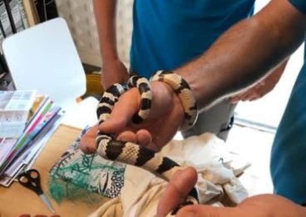 Gooseberry the snake found in Lytham