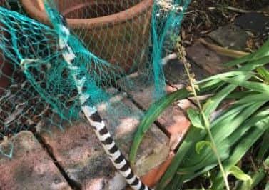Gooseberry the snake found in Lytham