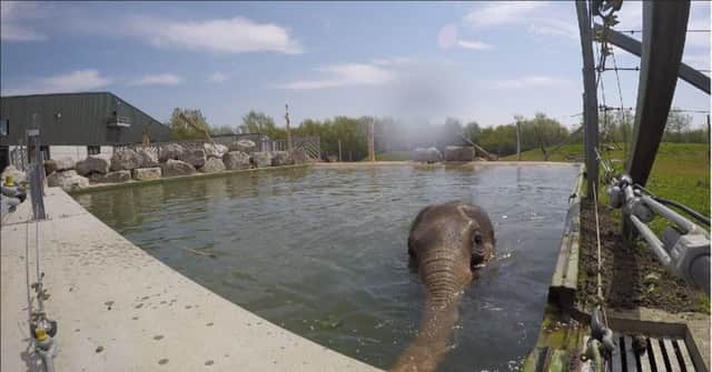 Tara the elephant enjoying a swim at Blackpool Zoo