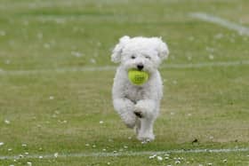 A file photo of dog Kenzo at Stanley Park in 2016