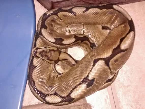 The RSCPA inspector said the woman must have had the fright of her life when she found the 3ft royal python