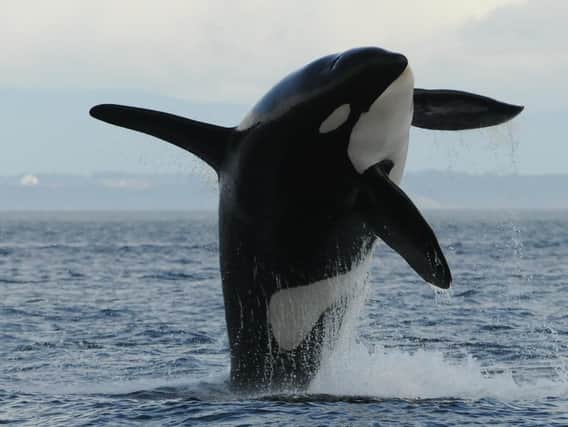 The move follows a backlash against attractions that keep killer whales in captivity