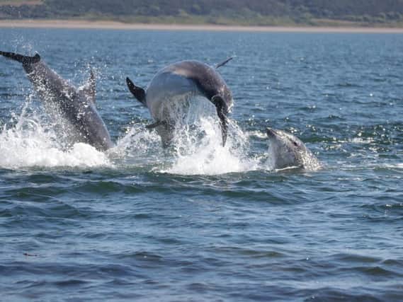 Fylde coast sees record numbers of dolphins in marine study