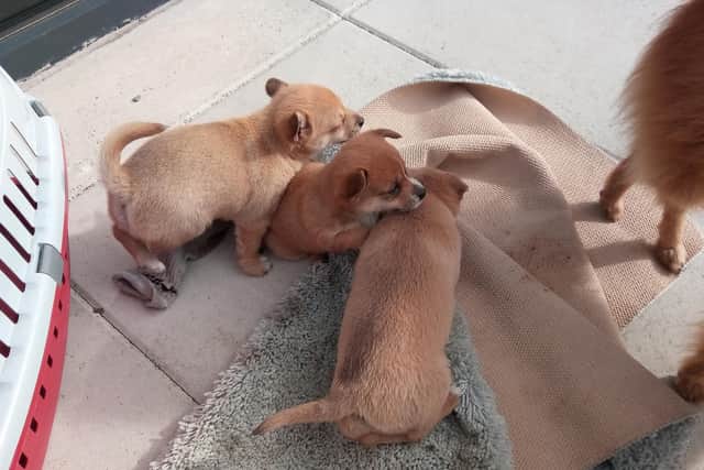 Three puppies at the travellers site near Lockheed Court