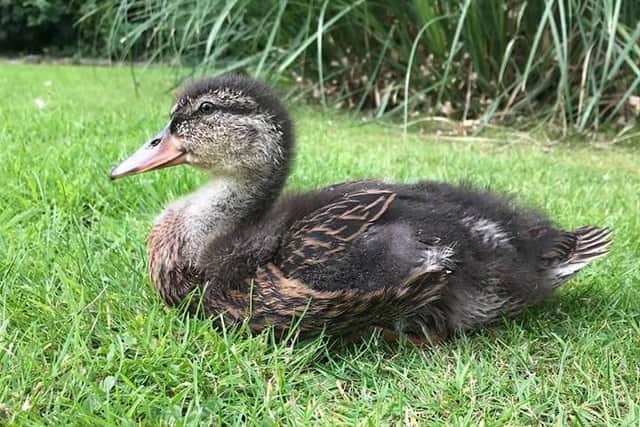 One of the missing ducklings. Pictures provided by Singleton family