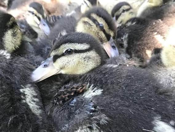 Missing ducklings. Pictures provided by Singleton family