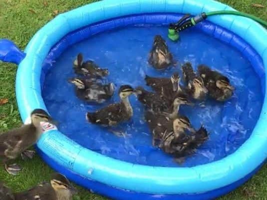 Missing ducklings. Pictures provided by Singleton family