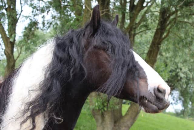 Frodo the rescue horse. Picture by World Horse Welfare Penny Farm