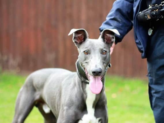 Blue is looking for a home