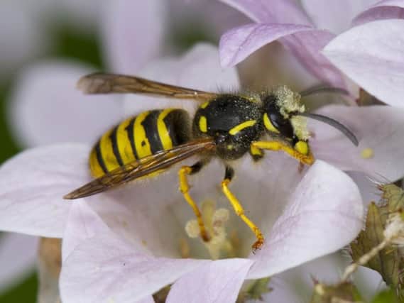 Tree Wasp (Dolichovespula sylvestris) adult worker, covered with pollen after feeding in campanula flower